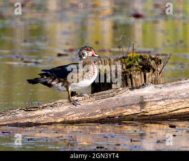 Wood Duck Jungvögel auf einem Baumstamm in einem Teich mit verschwommenem Wasser Hintergrund in seiner Umgebung und Lebensraum Umgebung mit einer Seitenansicht. Bild. Stockfoto