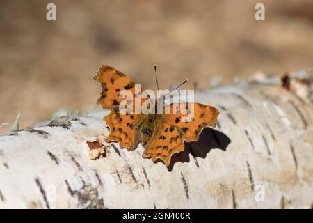 Nahaufnahme eines Komma-Schmetterlings (Polygonia c-Album) Stockfoto