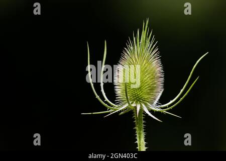 Wilder Teelöffel [Dipsacus sylvestris, syn.: Dipsacus fullonum] Stockfoto