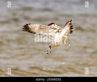 Möwen fliegen und tauchen, um Nahrung mit ausgebreiteten Flügeln mit verschwommenem Wasserhintergrund in seiner Umgebung und Umgebung mit Flügeln zu fangen. Möwe Stockfoto