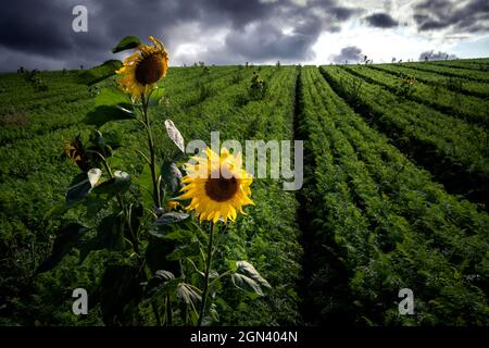 Sonnenblumen wachsen in einem Karottenfeld Stockfoto