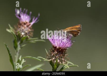 Nahaufnahme eines großen Skippers (Ochlodes sylvanus) Stockfoto