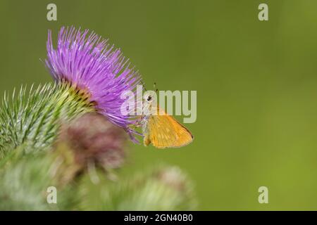 Nahaufnahme eines großen Skippers (Ochlodes sylvanus) Stockfoto