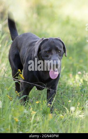 Nahaufnahme einer schwarzen Labrador Stockfoto