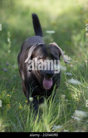 Nahaufnahme einer schwarzen Labrador Stockfoto