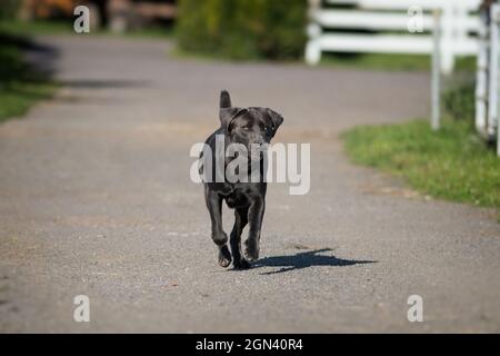 Nahaufnahme einer schwarzen Labrador Stockfoto