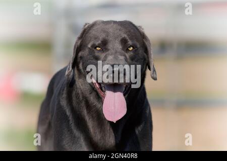 Nahaufnahme einer schwarzen Labrador Stockfoto