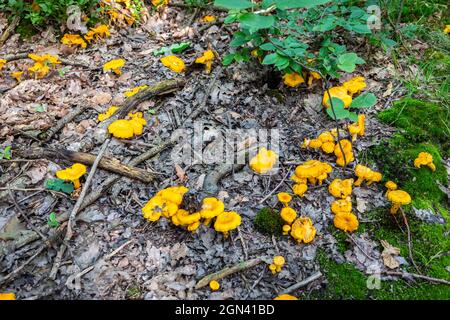 Feld der gelben, wilden Chanterelles (Cantharellus)-Pilze, die in feuchtem Unterholz in einem Wald in Polen wachsen. Stockfoto