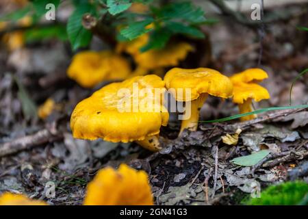 Feld der gelben, wilden Chanterelles (Cantharellus)-Pilze, die in feuchtem Unterholz in einem Wald in Polen wachsen. Stockfoto