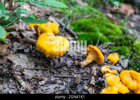 Feld der gelben, wilden Chanterelles (Cantharellus)-Pilze, die in feuchtem Unterholz in einem Wald in Polen wachsen. Stockfoto