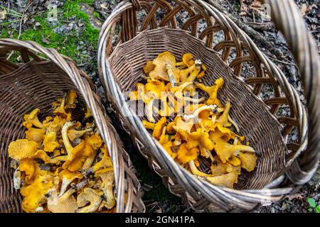 Zwei Korbkörbe voller frischer, roher Chanterelles (Cantharellus)-Pilze, die bei der Pilzjagd im Herbst in Polen gesammelt wurden. Stockfoto