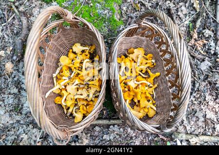 Zwei Korbkörbe voller frischer, roher Chanterelles (Cantharellus)-Pilze, die bei der Pilzjagd im Herbst in Polen gesammelt wurden. Stockfoto