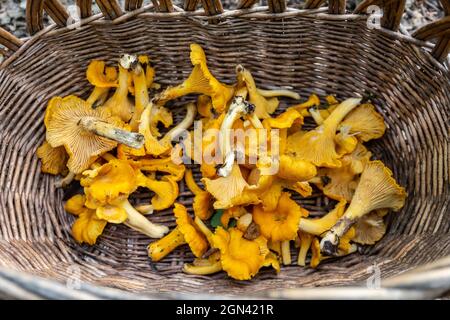 Weidenkorb mit frischen rohen Chanterelles (Cantharellus) Pilzen, die bei der Pilzjagd im Herbst in Polen gesammelt wurden. Stockfoto