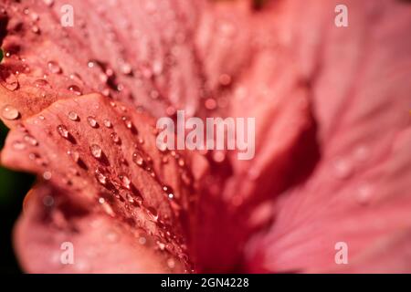 Nahaufnahme von großen markanten und trompetenförmigen Hibiskusblüten nach einem Regenschauer in der Sonne. In der Blume. Konzentrieren Sie sich auf die Wassertropfen auf der linken Seite Stockfoto