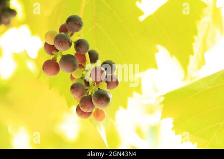 Ein kleines Traubenbündel auf einem Hintergrund aus grünen Blättern. Stockfoto