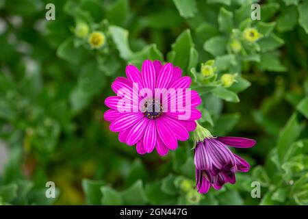 Osteospermum Tresco Purple / Afrikanische Gänseblümchen Stockfoto