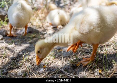 Kleine Gänseküken suchen etwas zu essen. Nahaufnahme von Gänsen. Stockfoto