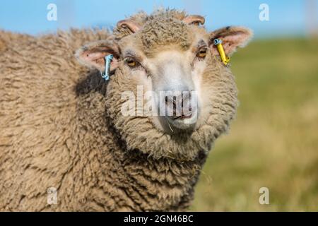 Junge männliche Shetland-Schafe im Grasfeld bei Sonnenschein, East Lothian, Schottland, Großbritannien Stockfoto