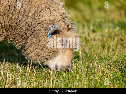 Junge männliche Shetland-Schafe grasen im Grasfeld bei Sonnenschein, East Lothian, Schottland, Großbritannien Stockfoto