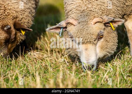 Junge männliche Shetland-Schafe grasen im Grasfeld bei Sonnenschein, East Lothian, Schottland, Großbritannien Stockfoto