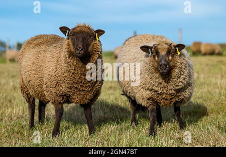 Junge männliche Shetland-Schafe im Grasfeld bei Sonnenschein, East Lothian, Schottland, Großbritannien Stockfoto