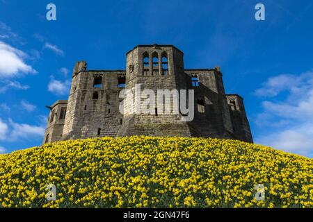 Warkworth Castle mit Narzissen, die im Frühjahr blühen, Warkworth, Northumberland, Großbritannien Stockfoto