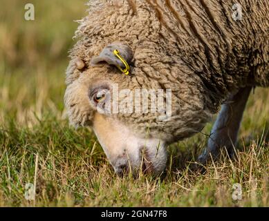 Junge männliche Shetland-Schafe im Grasfeld bei Sonnenschein, East Lothian, Schottland, Großbritannien Stockfoto