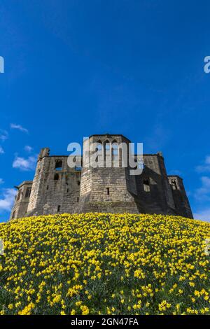 Warkworth Castle mit Narzissen, die im Frühjahr blühen, Warkworth, Northumberland, Großbritannien, Stockfoto