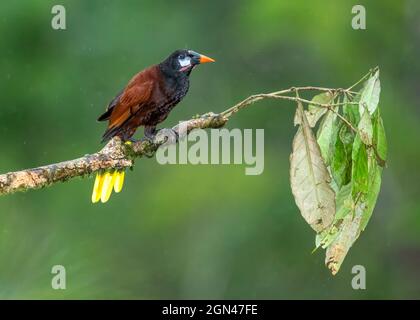 Montezuma Oropendola (Psarocolius montezuma) auf einem Zweig in einem Regenwald von Costa Rica. Montezuma Oropendola (Psarocolius montezuma) ist ein New wo Stockfoto
