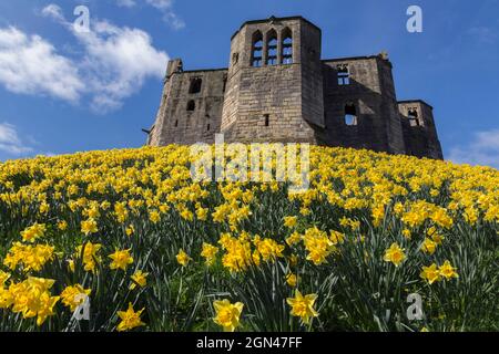 Warkworth Castle mit Narzissen, die im Frühjahr blühen, Warkworth, Northumberland, Großbritannien Stockfoto