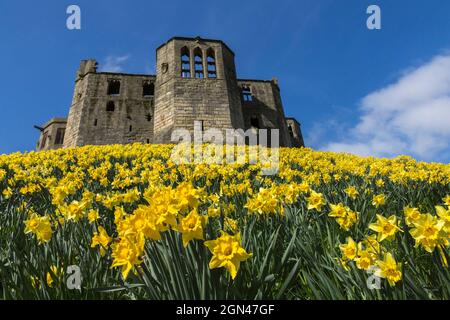 Warkworth Castle mit Narzissen, die im Frühjahr blühen, Warkworth, Northumberland, Großbritannien Stockfoto