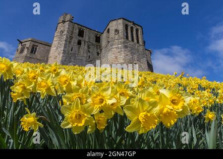 Warkworth Castle mit Narzissen, die im Frühjahr blühen, Warkworth, Northumberland, Großbritannien Stockfoto