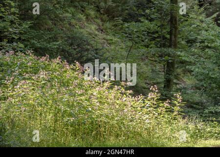 Helles Sonnenlicht leuchtet auf Wildblumen in dunklem Holz-Unterholz, aufgenommen im Sommer bei Oppenau, Renchtal, Schwarzwald, Baden Wuttenberg, Deutschland Stockfoto