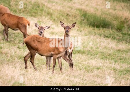 Junge Hirsch, die mit Kurisosität im Grasfeld am grünen Hang auf dem Zuchtbetrieb, aufgenommen bei Oppenau, Renchtal, Schwarzwald, Baden Wuttenberg, Keim Stockfoto