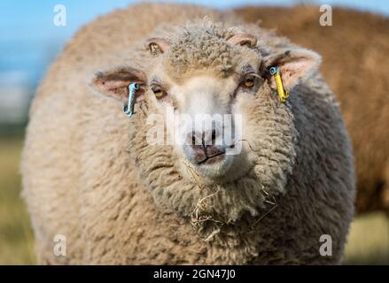 Junge männliche Shetland-Schafe im Grasfeld bei Sonnenschein, East Lothian, Schottland, Großbritannien Stockfoto