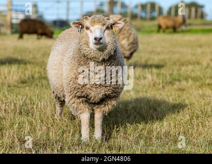 Junge männliche Shetland-Schafe im Grasfeld bei Sonnenschein, East Lothian, Schottland, Großbritannien Stockfoto