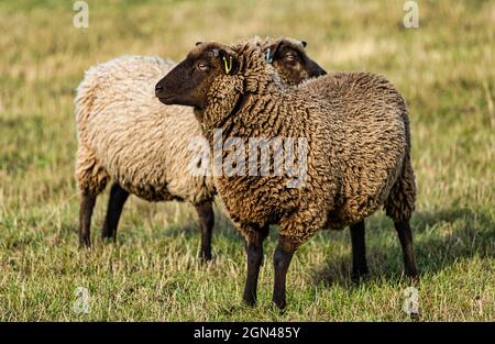 Junge männliche Shetland-Schafe im Grasfeld bei Sonnenschein, East Lothian, Schottland, Großbritannien Stockfoto