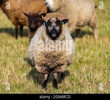 Junge männliche Shetland-Schafe im Grasfeld bei Sonnenschein mit einem watchful Patmoget farbigen Schaf, East Lothian, Schottland, Großbritannien Stockfoto