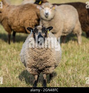 Junge männliche Shetland-Schafe im Grasfeld bei Sonnenschein mit einem watchful Patmoget farbigen Schaf, East Lothian, Schottland, Großbritannien Stockfoto