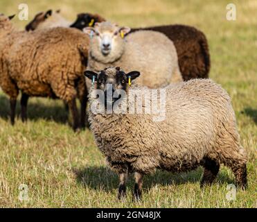 Junge männliche Shetland-Schafe im Grasfeld bei Sonnenschein mit einem watchful Patmoget farbigen Schaf, East Lothian, Schottland, Großbritannien Stockfoto