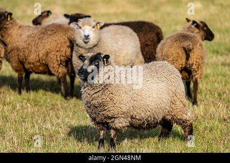 Junge männliche Shetland-Schafe im Grasfeld bei Sonnenschein mit einem katmoget gefärbten Schaf, East Lothian, Schottland, Großbritannien Stockfoto