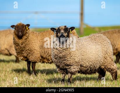 Junge männliche Shetland-Schafe im Grasfeld bei Sonnenschein mit einem watchful Patmoget farbigen Schaf, East Lothian, Schottland, Großbritannien Stockfoto