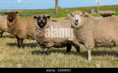 Junge wachsame männliche Shetland-Schafe im Grasfeld bei Sonnenschein, East Lothian, Schottland, Großbritannien Stockfoto