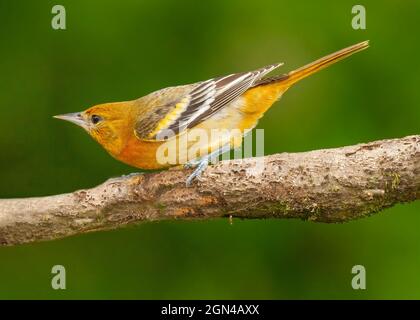 Die weibliche Baltimore Oriole (Icterus galbula) thront auf einem Zweig in einem Regenwald von Costa Rica. Der Baltimore Oriole (Icterus galbula) ist ein kleiner Ikterid b Stockfoto