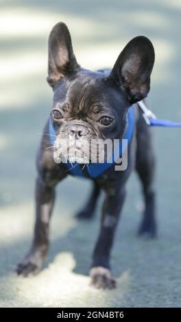10 Monate Alter Brindel Männlicher Franzose. Hundepark an der Leine in Nordkalifornien. Stockfoto