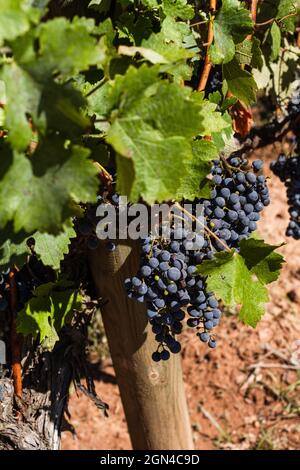Trauben von reifen Rotweinen in einem katalanischen Weinberg, die PLA de bages Weine produzieren. Stockfoto
