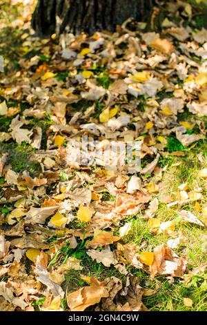 Herbst. Bunt Ahornblätter liegen auf dem Rasen. Stockfoto