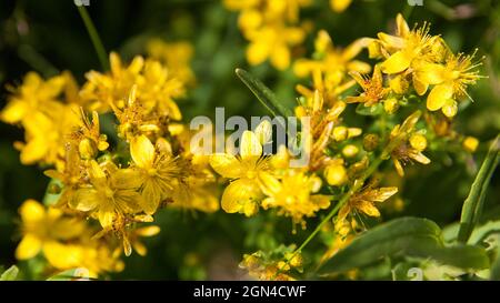 Johanniskraut. Hypericum-Blüten. Heilende Kräuter. Stockfoto