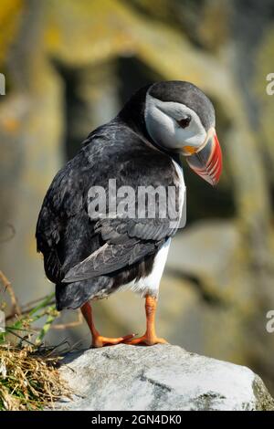 Nahaufnahme eines Atlantischen Paffins auf der Klippe von Dyrholaey, Island Stockfoto