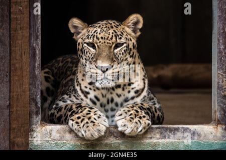 Madrid, Spanien. September 2021. Ein Leopard, der in seinem Gehege im Aquarium des Madrider Zoos abgebildet ist. Quelle: Marcos del Mazo/Alamy Live News Stockfoto